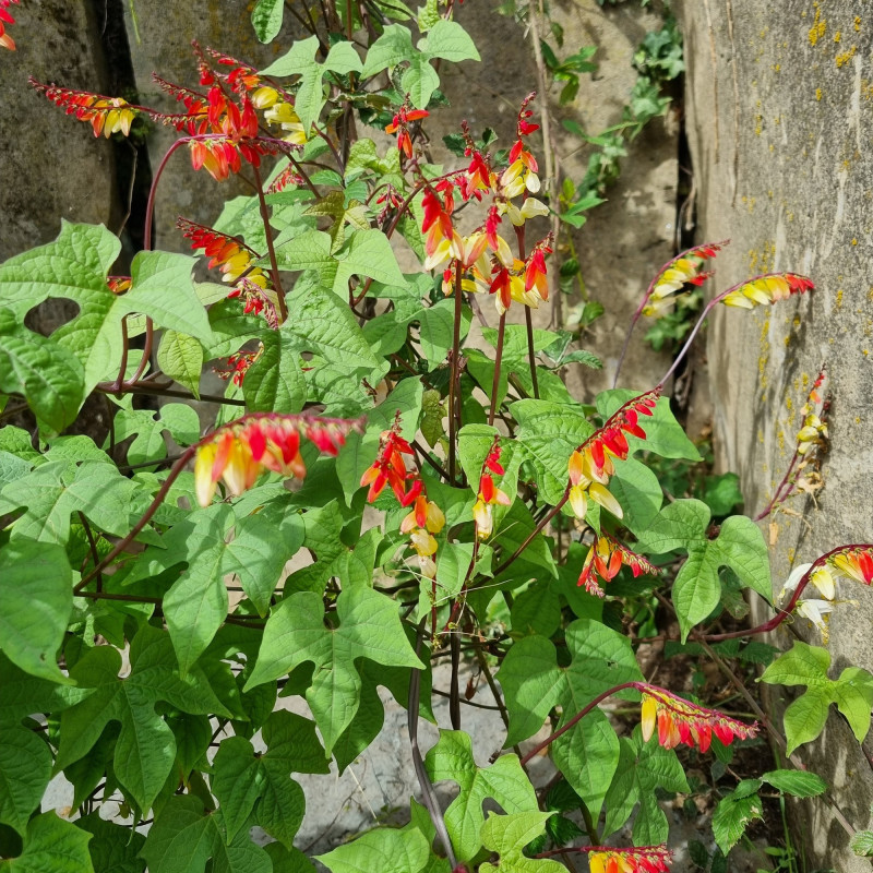 Mina lobata 'Scarlet yellow' Semences du  puy