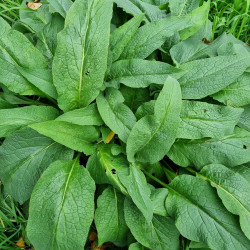 Symphytum officinalis Semences du Puy Symphytum officinalis Semences du Puy