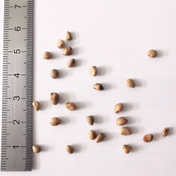 Graines de Psidium cattleianum - Semences du Puy