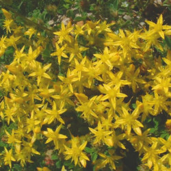 Sedum acre de J.F. Gaffard Jeffdelonge at fr.wikipedia, CC BY-SA 3.0, via Wikimedia Commons