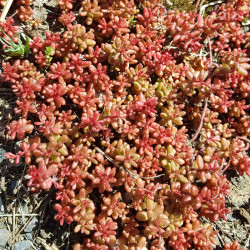 Sedum album - Semences du Puy