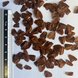 Graines de Wollemia nobilis Semences du Puy Graines de Wollemia nobilis Semences du Puy