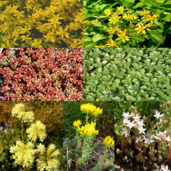 Photos mélange de Sedums pour toiture végétalisée via Wikimedia Commons