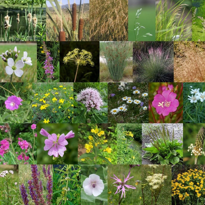 Photos de mélanges de fleurs sauvages pour rives et berges via Wikimedia Commons