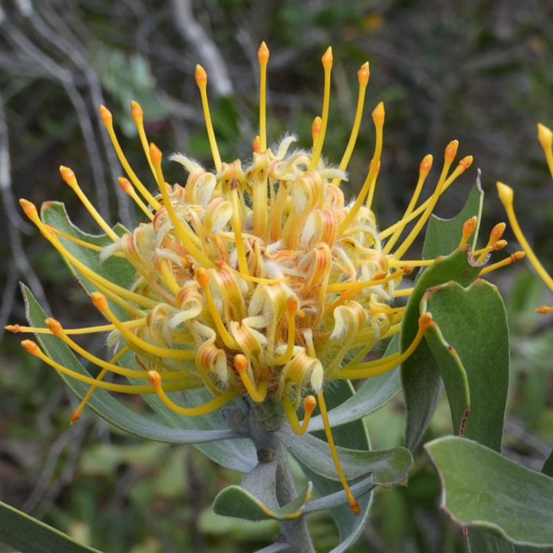 Leucospermum cuneiforme de Dwergenpaartje, CC BY-SA 4.0, via Wikimedia Commons