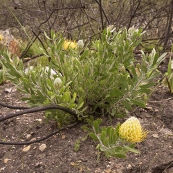 Leucospermum cuneiforme de Dwergenpaartje, CC BY-SA 4.0, via Wikimedia Commons