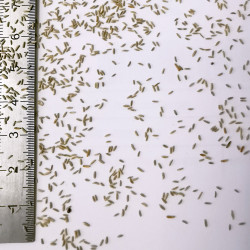 Graines de Senecio jacobaea - Semences du Puy