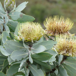 Protea nitida de Dwergenpaartje, CC BY-SA 4.0, via Wikimedia Commons