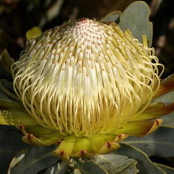 Protea nitida de SAplants, CC BY-SA 4.0, via Wikimedia Commons