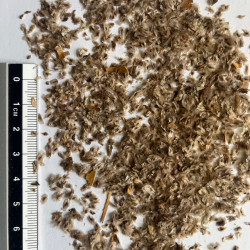 Graines de Paulownia fortunei par Semences du Puy