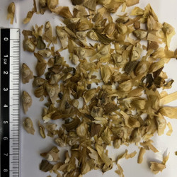 Graines de Pseudolarix kaempferi par Semences du Puy