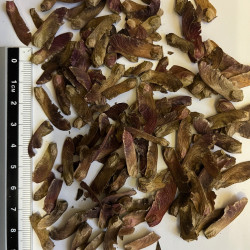 Graines de Acer palmatum matsumurae 'Aka shigitatsu sawa' par Semences du Puy