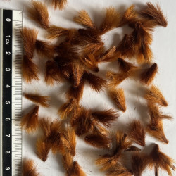 Graines de Protea nitida par Semences du Puy