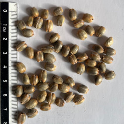 Graines de Leucospermum cuneiforme par Semences du Puy