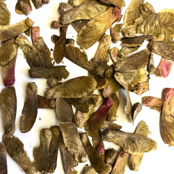 Graines de Acer japonicum par Semences du Puy