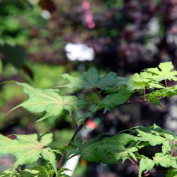Acer palmatum Aka shigitatsu sawa de Photo by David J. Stang, CC BY-SA 4.0, via Wikimedia Commons