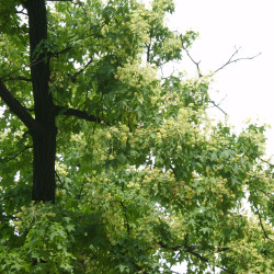 Kalopanax septemlobus de Dalgial, CC BY-SA 3.0 - via Wikimedia Commons