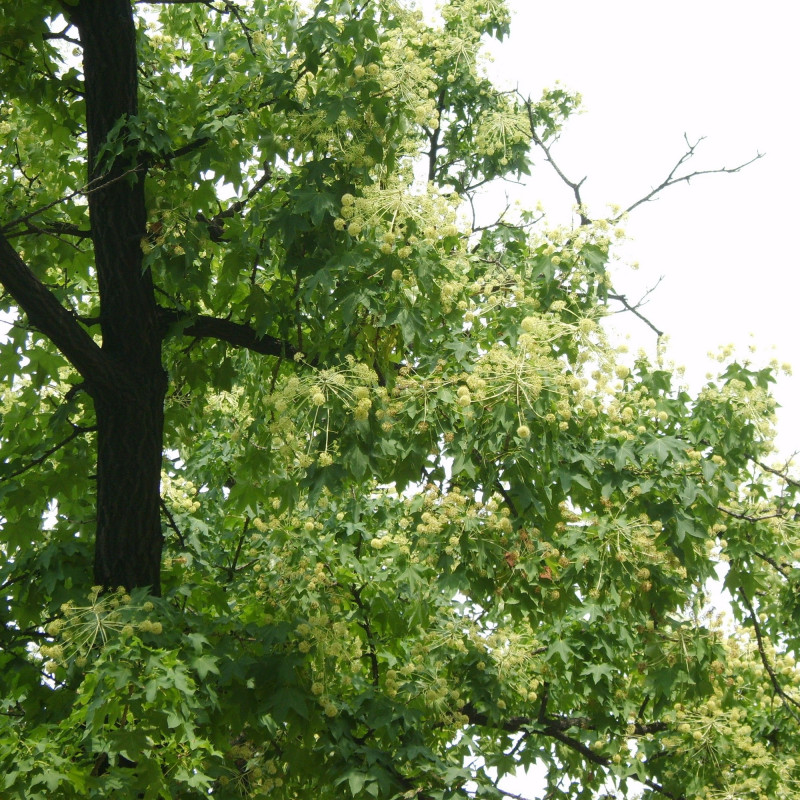 Kalopanax septemlobus de Dalgial, CC BY-SA 3.0 - via Wikimedia Commons