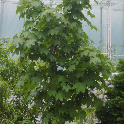 Kalopanax septemlobus de Dalgial, CC BY-SA 3.0 via Wikimedia Commons