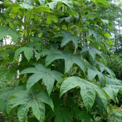 Kalopanax septemlobus de Krzysztof Ziarnek, Kenraiz, CC BY-SA 4.0, via Wikimedia Commons