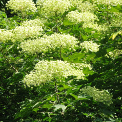 Kalopanax septemlobus de Qwert1234, CC BY-SA 3.0, via Wikimedia Commons