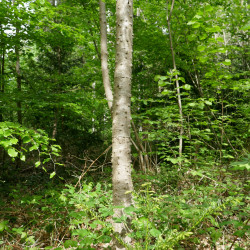 Kalopanax septemlobus de Wilrooij, CC BY-SA 4.0, via Wikimedia Commons