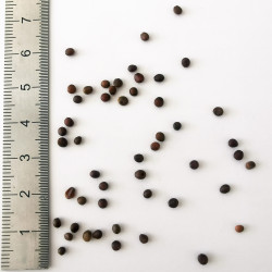 Graines de Ceanothus integerrimus - Semences du Puy