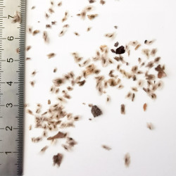 Graines de Paulownia fortunei - Semences du Puy