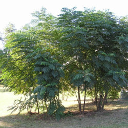 Aralia spinosa UserRichardelainechambers, CC BY-SA 3.0, via Wikimedia Commons