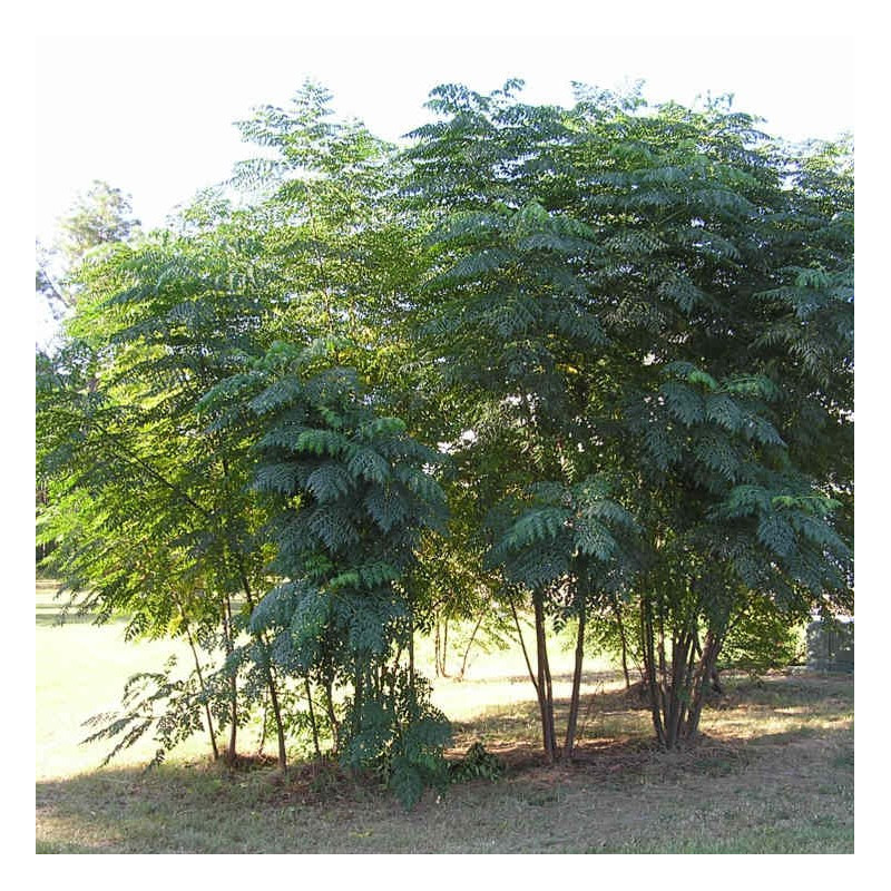 Aralia spinosa UserRichardelainechambers, CC BY-SA 3.0, via Wikimedia Commons