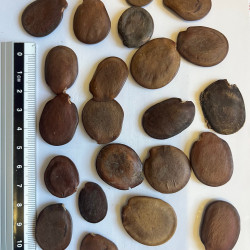 Graines de Bauhimia vahlii. Les semences du Puy