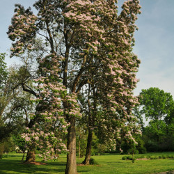 Catalpa bungei HorsePunchKid, CC BY-SA 3.0, via Wikimedia Commons