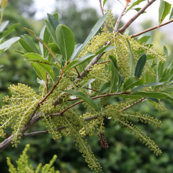 Cyrilla racemiflora Photo by David J. Stang, CC BY-SA 4.0, via Wikimedia Commons
