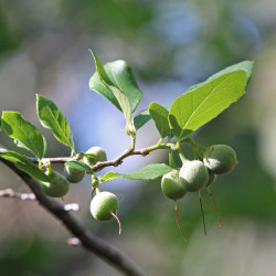 Styrax americanus, Mary Keim, CC BY-NC-SA 2.0, via Flickr