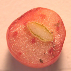 Viburnum cassinoides Laval University, CC BY-SA 4.0, via Wikimedia Commons (3)