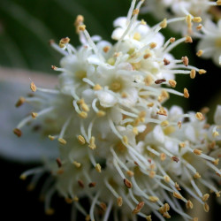 Viburnum cassinoides Laval University, CC BY-SA 4.0, via Wikimedia Commons