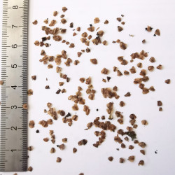 Graines d'Alnus crispa - Semences du Puy