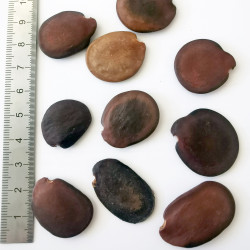 Graines de Bauhimia vahlii - Semences du Puy