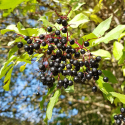 Sambucus nigra Semences du Puy