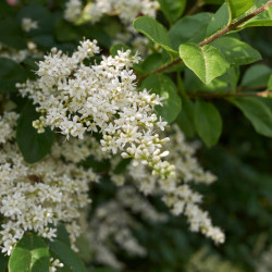 Ligustrum vulgaris par seven75 - Canva