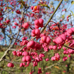 Euonymus europaeus Semences du Puy