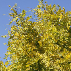 gleditsia triacanthos par Viola ' de Pixabay