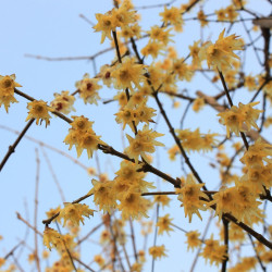 chimonanthus praecox  par cong yu de Pixabay