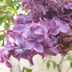 syringa vulgaris Semences du Puy