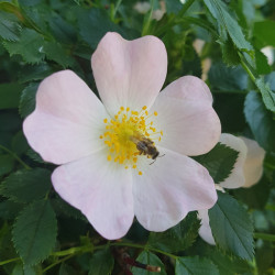 Rosa canina Semences du Puy