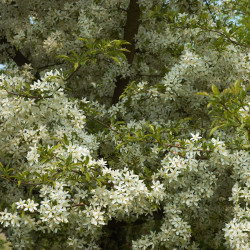 Malus sieboldii de Wouter Hagens, Public domain, via Wikimedia Commons