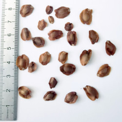 Graines de Sciadopitys verticillata - Semences du Puy