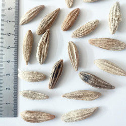 Graines de Nyssa ogeche - Semences du Puy