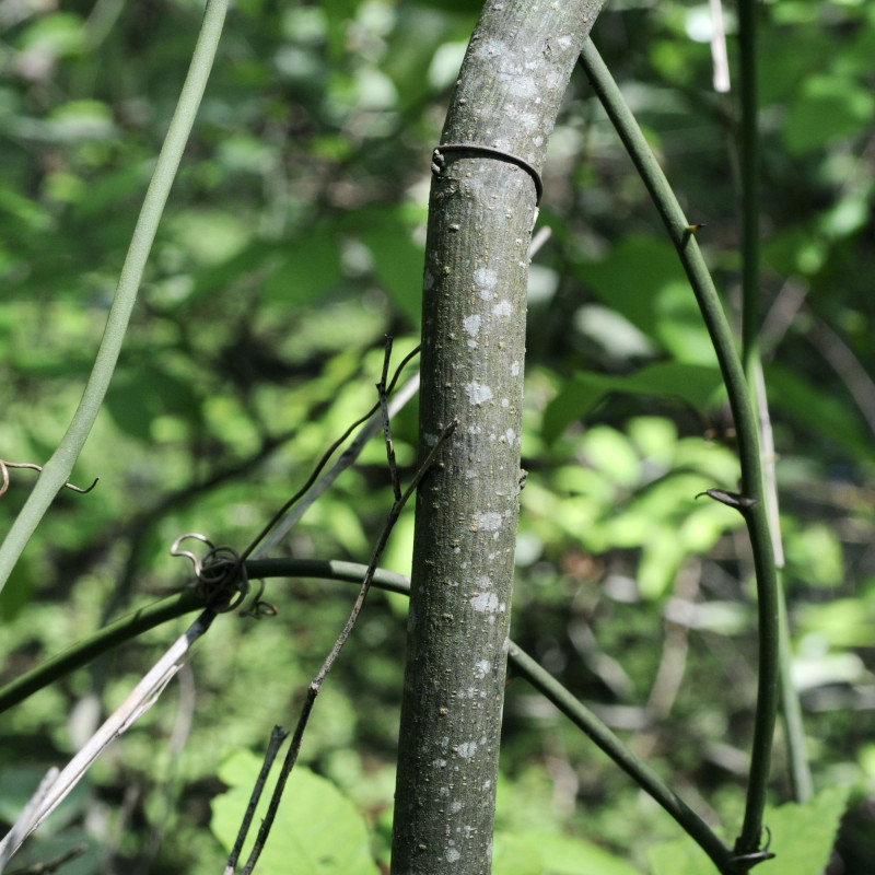 Carya aquatica CC BY 2.0 par sonnia hill via Flickr