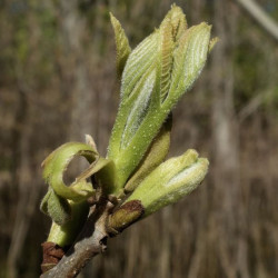 Carya aquatica William (Ned) Friedman, CC BY-SA 4.0, via Wikimedia Commons